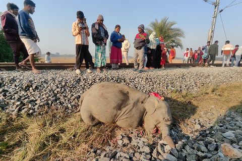 Ein getötetes Elefantenkalb liegt neben den Gleisen