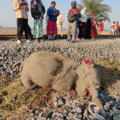 Ein getötetes Elefantenkalb liegt neben den Gleisen