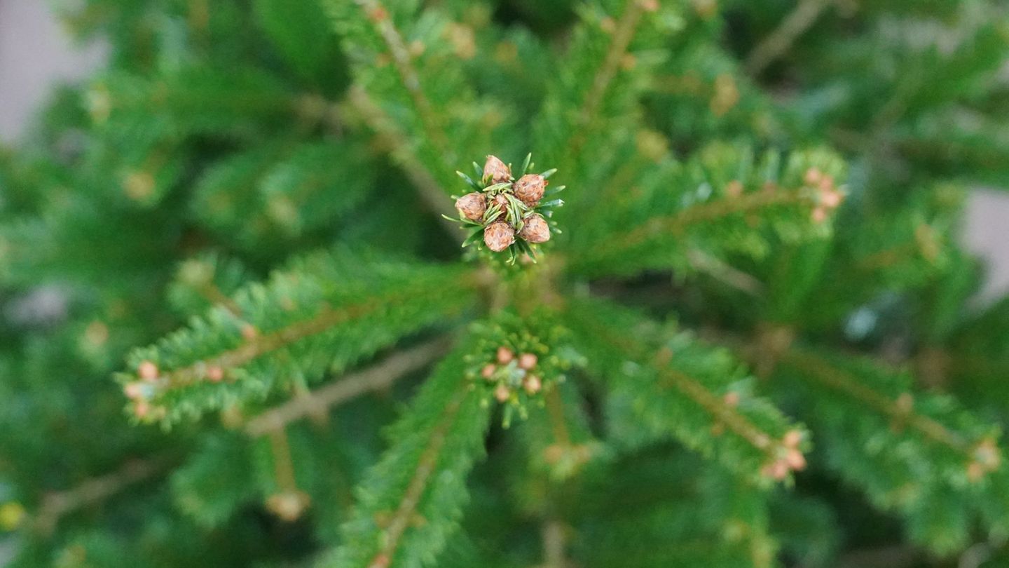 Mit einer Astschere beschädigten Unbekannte die Ware. (Illustration) Foto: Marcus Brandt/dpa