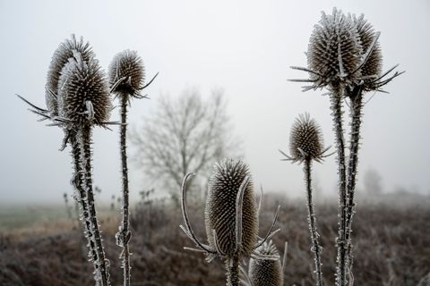 "Zunehmend winterlich kalt", lautet die Vorhersage des Deutschen Wetterdiensts (DWD) für die nächsten Tage. Foto: Stefan Puchner