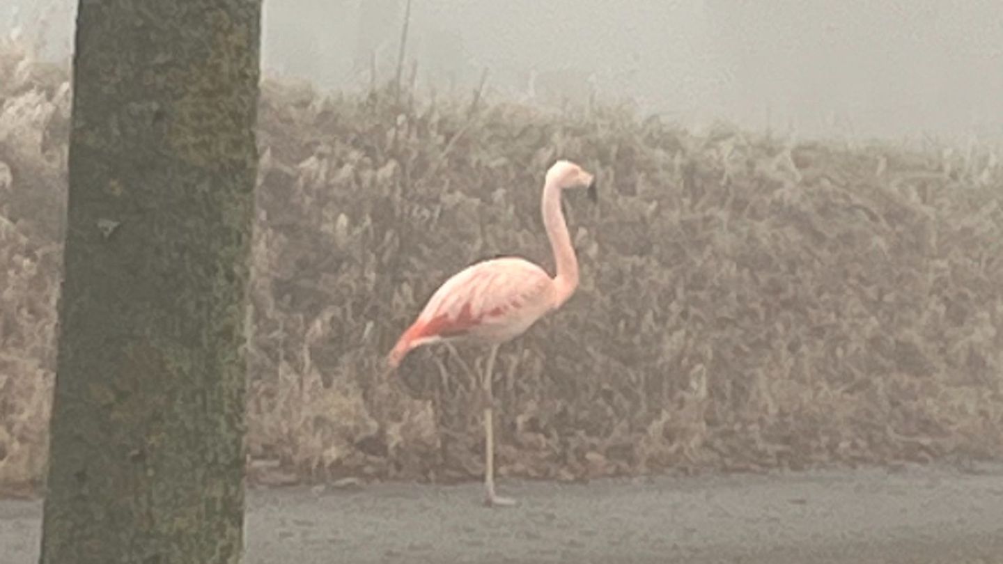 Auf einem Bein stand der Flamingo am Sonntag am Straßenrand bei Ulm