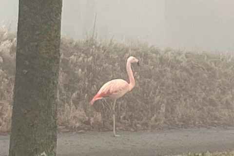 Auf einem Bein stand der Flamingo am Sonntag am Straßenrand bei Ulm