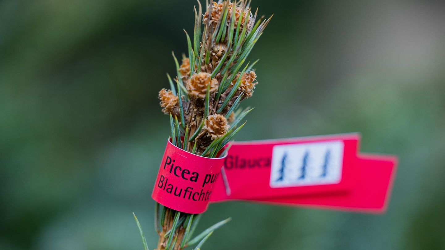 In Brandenburg stehlen Diebe Weihnachtsbäume von Verkaufsständen. (Symbolbild) Foto: Rolf Vennenbernd/dpa