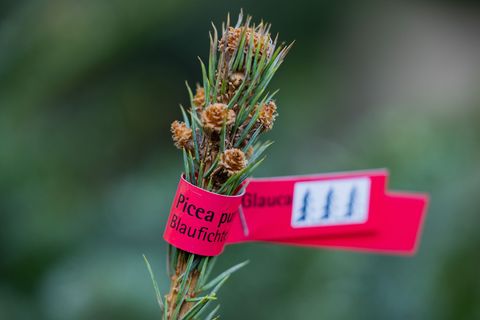 In Brandenburg stehlen Diebe Weihnachtsbäume von Verkaufsständen. (Symbolbild) Foto: Rolf Vennenbernd/dpa