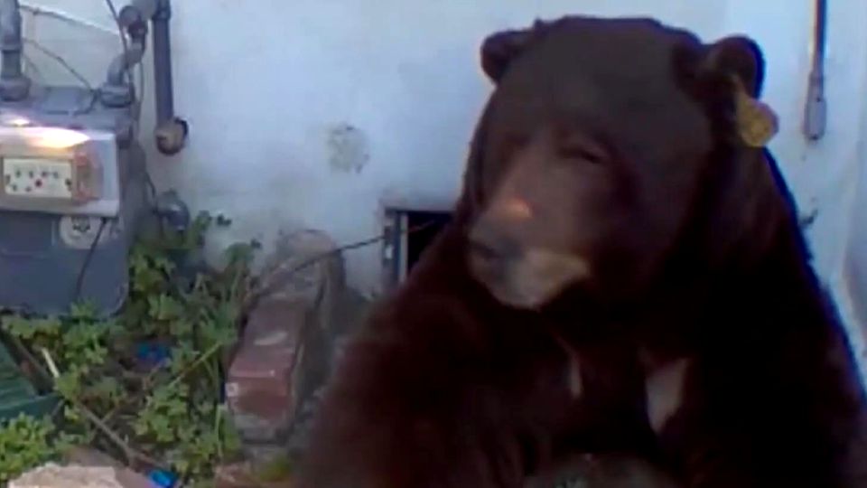 250-Kilo-Bär lebt unter Wohnhaus (Video)