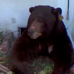 250-Kilo-Bär lebt unter Wohnhaus (Video)