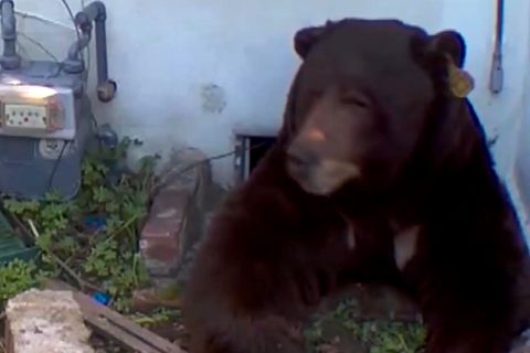 250-Kilo-Bär lebt unter Wohnhaus (Video)