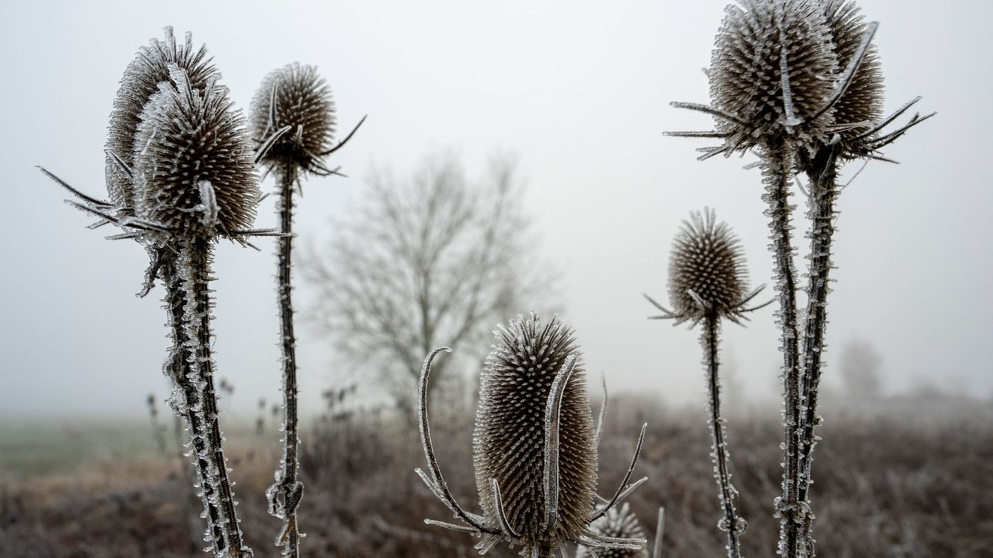 "Zunehmend winterlich kalt", lautet die Vorhersage des Deutschen Wetterdiensts (DWD) für die nächsten Tage. Foto: Stefan Puchner