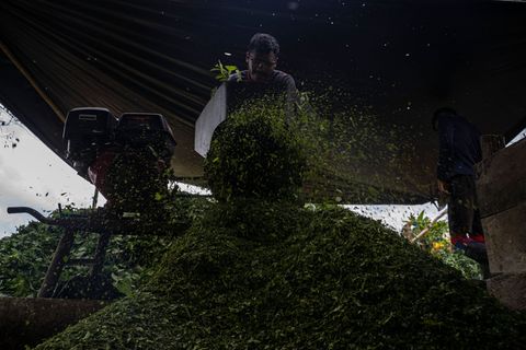 Kolumbien ist der größte Kokainproduzent der Welt. (Archivbild) Foto: Edinson Arroyo/dpa