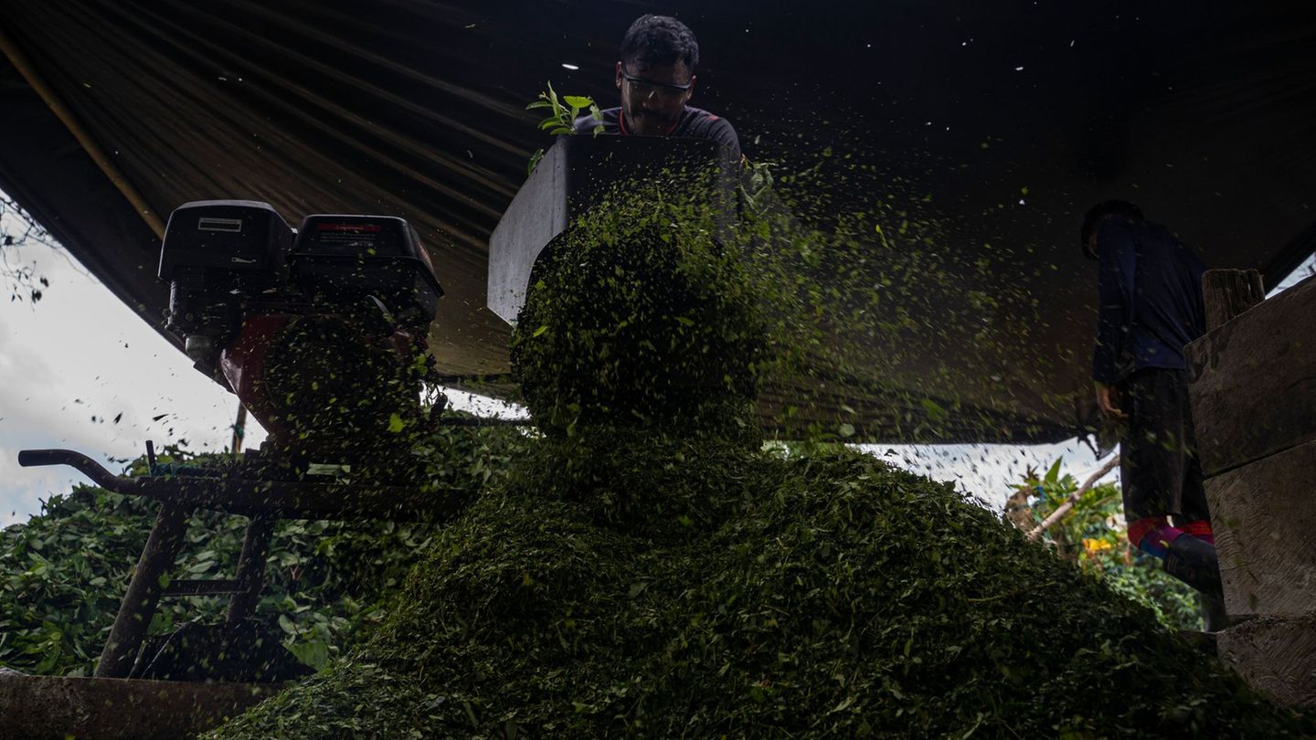 Kolumbien ist der größte Kokainproduzent der Welt. (Archivbild) Foto: Edinson Arroyo/dpa