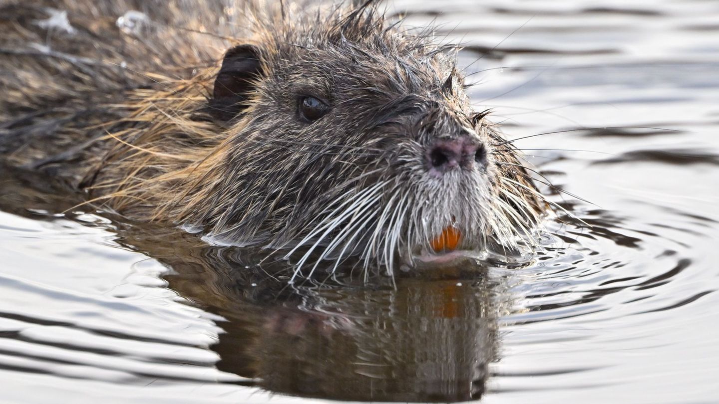 In manchen Restaurants steht Nutria auf der Speisekarte. (Symbolbild) Foto: Patrick Pleul/dpa