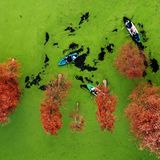 Hangzhou, China. Wo hört der Wald auf, wo fängt der See an? Im Qingshan-Park in der Provinz Zhejiang ist das gar nicht so einfach zu sagen. Grund für den smaragdfarbenen Teppich sind sogenannte Wasserlinsen. Kleine, schwimmende Pflänzchen, die den See wie eine riesige Matcha-Badewanne aussehen lassen   