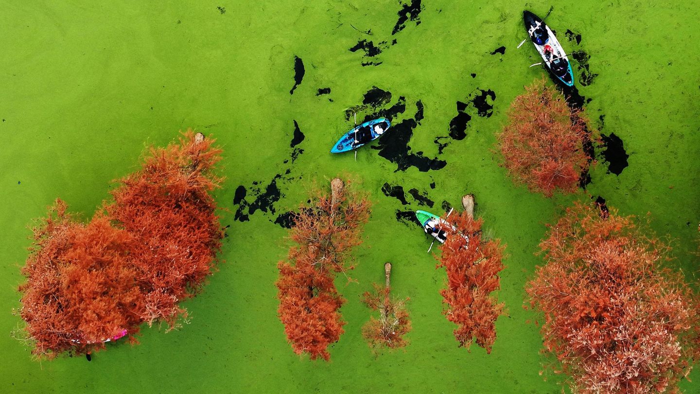 Hangzhou, China. Wo hört der Wald auf, wo fängt der See an? Im Qingshan-Park in der Provinz Zhejiang ist das gar nicht so einfach zu sagen. Grund für den smaragdfarbenen Teppich sind sogenannte Wasserlinsen. Kleine, schwimmende Pflänzchen, die den See wie eine riesige Matcha-Badewanne aussehen lassen   