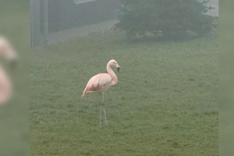 Wilder Flamingo stolziert plötzlich durch Ulm