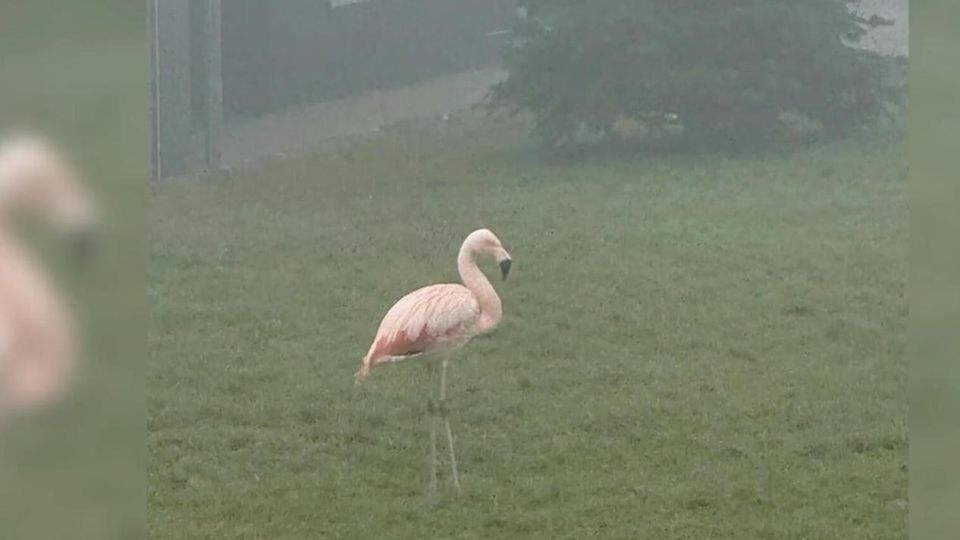 Wilder Flamingo stolziert plötzlich durch Ulm