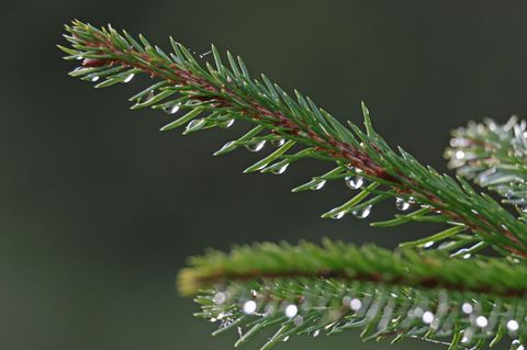 Schlitten oder Regenschirm? So wird das Wetter über Weihnachten in Sachsen, Sachsen-Anhalt und Thüringen. (Archivbild) Foto: Mat