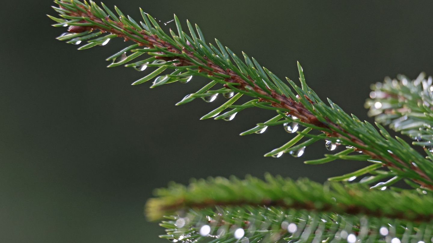 Schlitten oder Regenschirm? So wird das Wetter über Weihnachten in Sachsen, Sachsen-Anhalt und Thüringen. (Archivbild) Foto: Mat