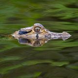 Oriente wird der Regenwald Ecuadors genannt, extrem artenreich und Lebensraum von indigenen Völkern. Durch den Dschungel führen Boote und Wanderungen – und Schokoladenverkostungen gibt es auch