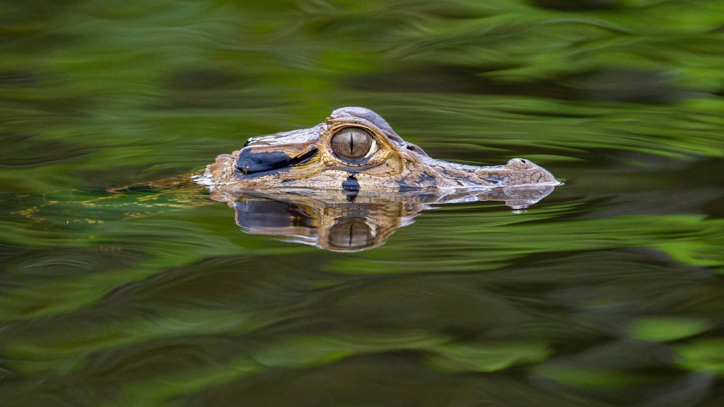 Oriente wird der Regenwald Ecuadors genannt, extrem artenreich und Lebensraum von indigenen Völkern. Durch den Dschungel führen Boote und Wanderungen – und Schokoladenverkostungen gibt es auch