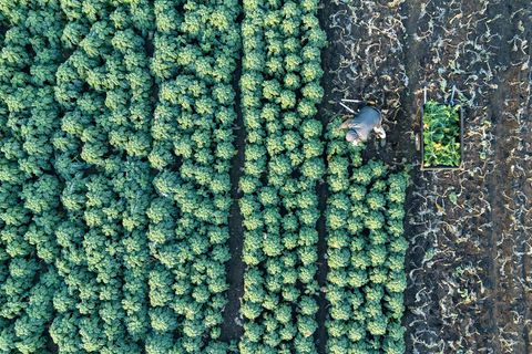 Insgesamt 204,5 Millionen Euro fließen an die landwirtschaftlichen Betriebe in Sachsen. (Symbolbild) Foto: Sebastian Kahnert/dpa