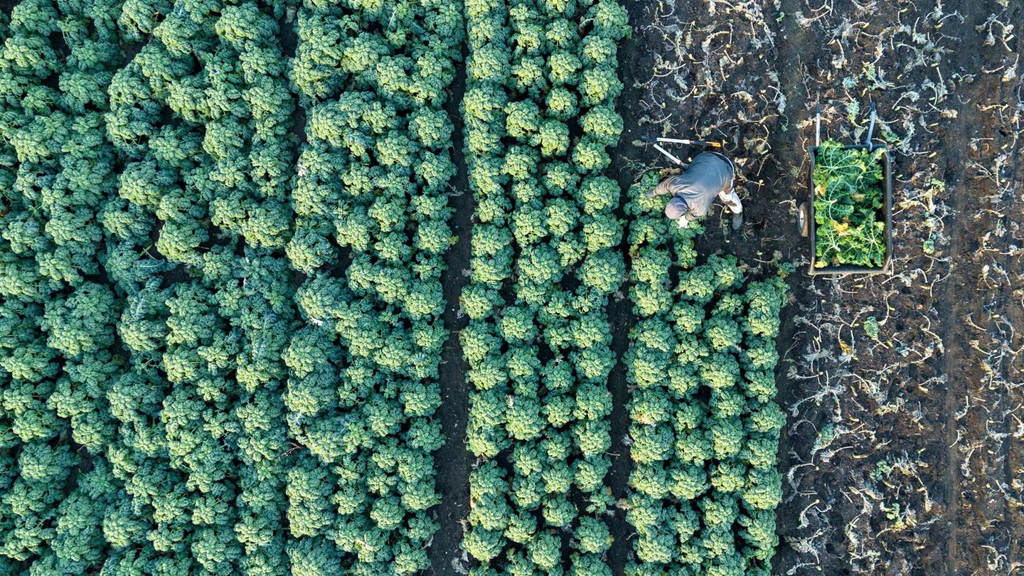 Insgesamt 204,5 Millionen Euro fließen an die landwirtschaftlichen Betriebe in Sachsen. (Symbolbild) Foto: Sebastian Kahnert/dpa