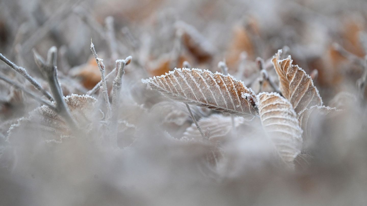 Die kommenden Nächte werden frostiger. Foto: Marijan Murat/dpa