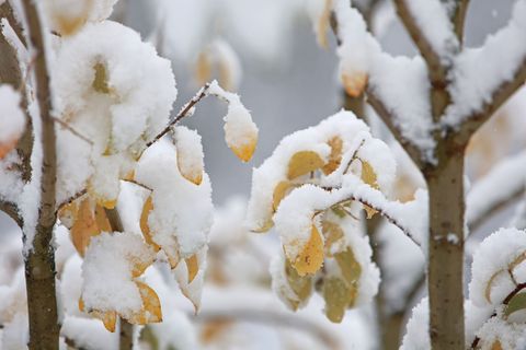 Ein paar Schneeflocken sollen im Harz rieseln. (Symbolbild) Foto: Matthias Bein/dpa