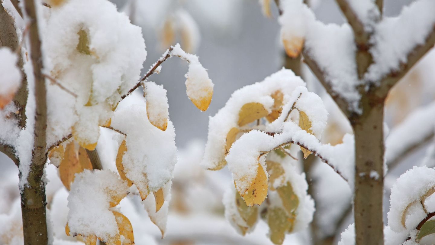 Ein paar Schneeflocken sollen im Harz rieseln. (Symbolbild) Foto: Matthias Bein/dpa