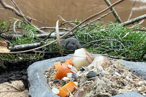 Die Geburt des Jungtiers feiert der Tierpark als Zuchterfolg. Foto: Tierpark Hellabrunn/dpa