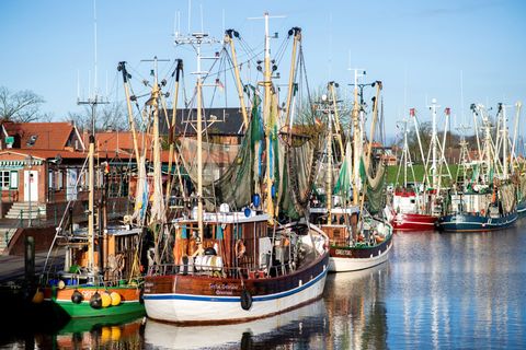 Solche traditionellen Krabbenkutter könnten bald in den Nordseehäfen weniger werden: In Ostfriesland arbeiten Wissenschaftler an
