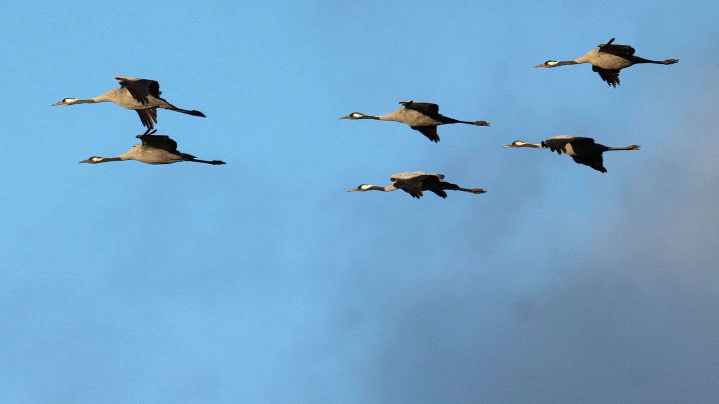 Die vielen Vogelgrippe-Ausbrüche in Niedersachsen im Herbst hingen stark mit dem Vogelzug zusammen – vor allem von Kranichen. Fo