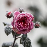 Uttenweiler, Baden-Württemberg. Rosen sind bei zweistelligen Minusgraden mit Raureif überzogen. Während die Menschen es sich drinnen warm und gemütlich machen, sinken die Temperaturen in ganz Deutschland