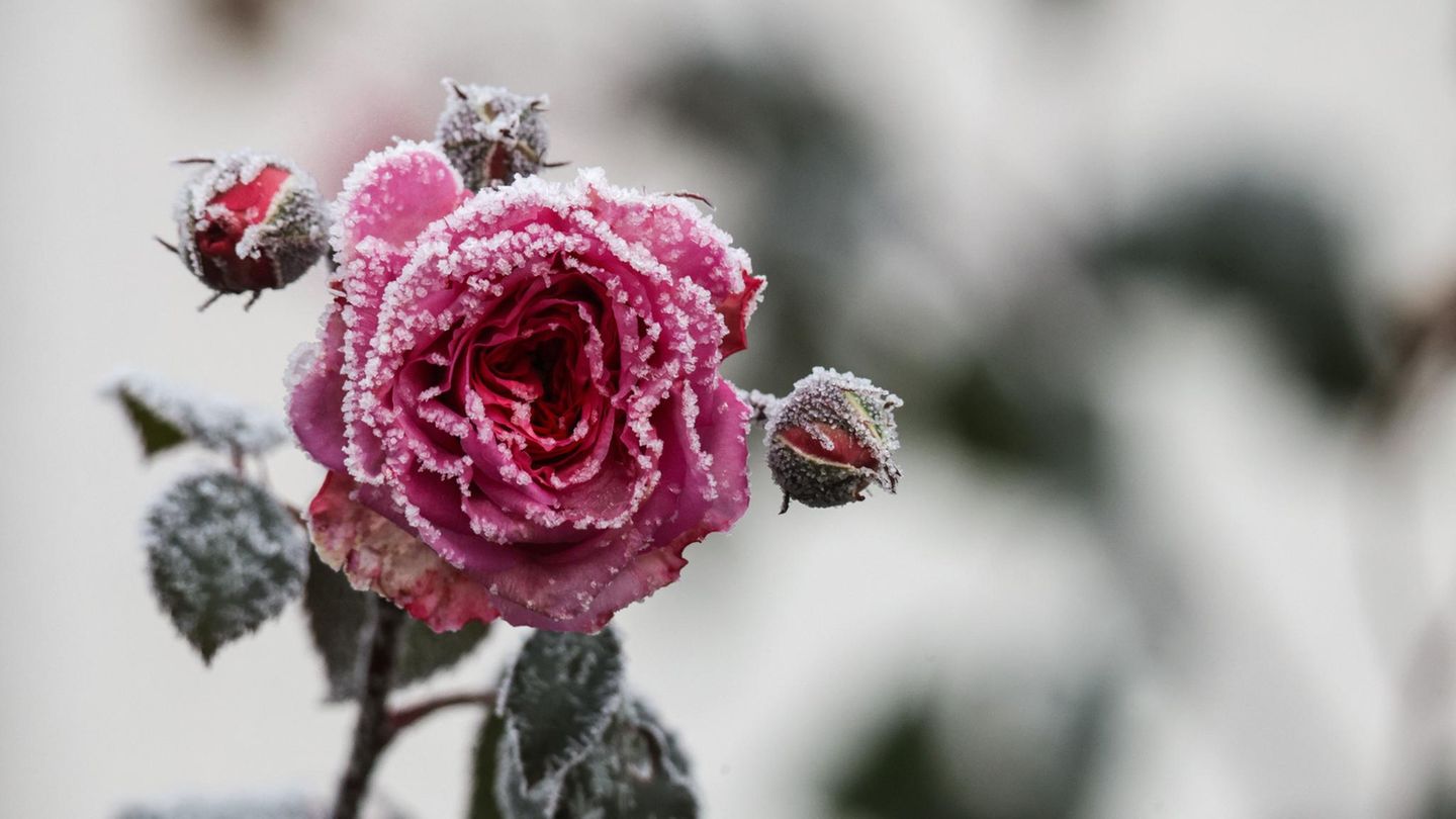Uttenweiler, Baden-Württemberg. Rosen sind bei zweistelligen Minusgraden mit Raureif überzogen. Während die Menschen es sich drinnen warm und gemütlich machen, sinken die Temperaturen in ganz Deutschland