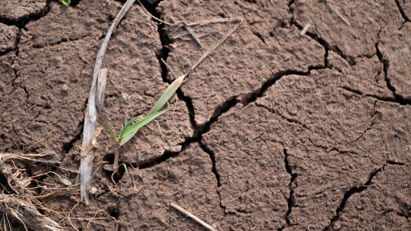 Das Jahr 2025 war in Bayern zu warm und zu trocken. (Symbolbild) Foto: Pia Bayer/dpa