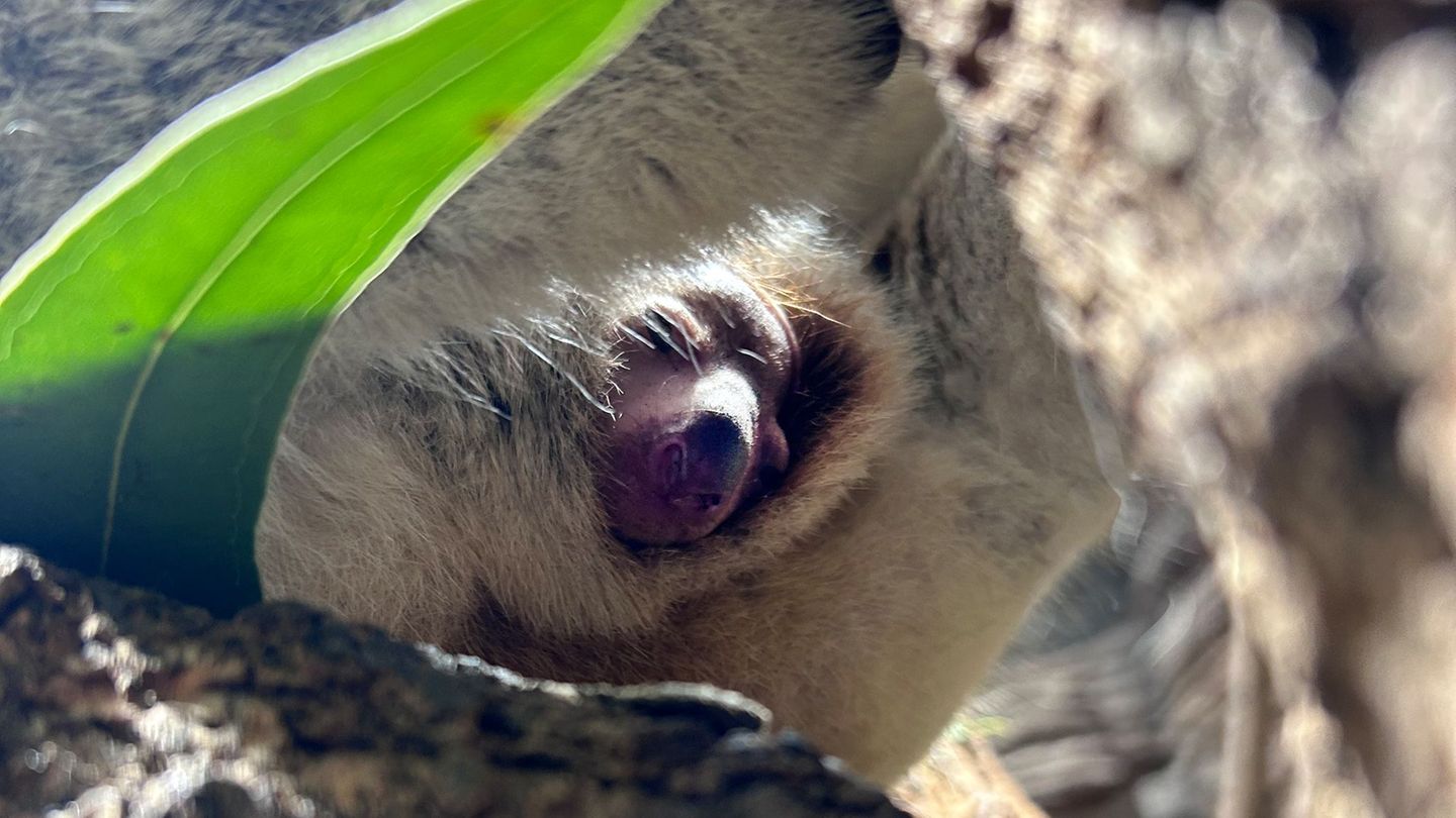 Das Jungtier wird noch eine Weile im Beutel bleiben. Foto: Stefan Deibert/Wilhelma Stuttgart/dpa