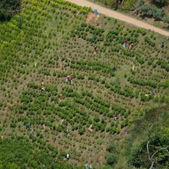 Kolumbien ist der größte Kokainproduzent der Welt. (Archivbild) Foto: Fernando Vergara/AP