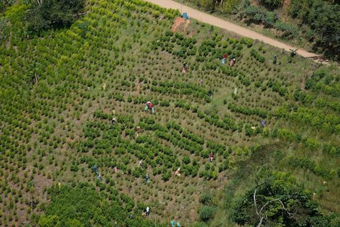 Kolumbien ist der größte Kokainproduzent der Welt. (Archivbild) Foto: Fernando Vergara/AP