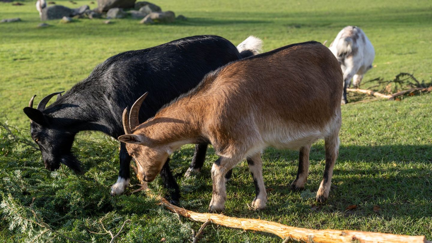 Eine Ziege brachte im Sommer 2023 im Vogelpark Marlow eine Urlauberin aus Sachsen-Anhalt zu Fall. Um Folgekosten etwa für die Be