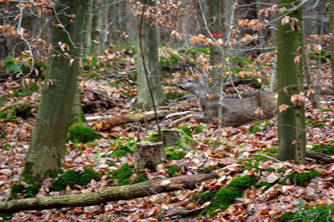 Mit großen Treibjagden werden die Wildbestände in den Wäldern gesenkt. (Archivbild) Foto: Sina Schuldt/dpa