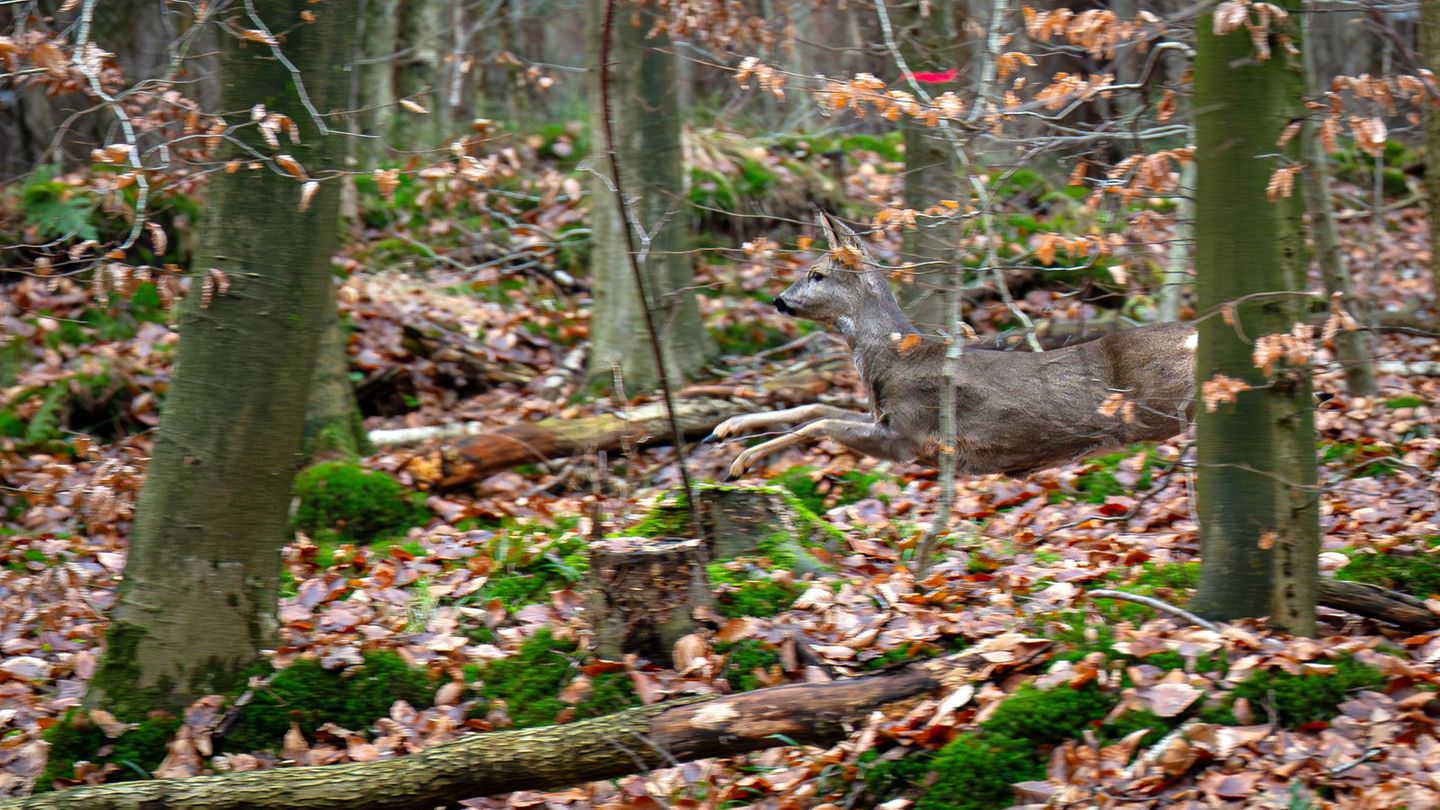 Mit großen Treibjagden werden die Wildbestände in den Wäldern gesenkt. (Archivbild) Foto: Sina Schuldt/dpa