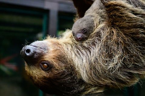 Die Faultiermama hatte schon im vergangenen Jahr ein Junges zur Welt gebracht. Foto: Philipp Schulze/dpa