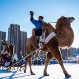 Hirten reiten zur Eröffnung des Schnee-Naadam-Festivals auf ihren Kamelen