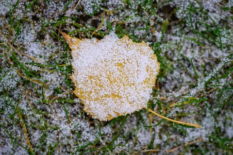 Zumindest ein paar Schneeflocken könnten an Weihnachten in Rheinland-Pfalz und Saarland fallen. (Symbolbild) Foto: Patrick Pleul