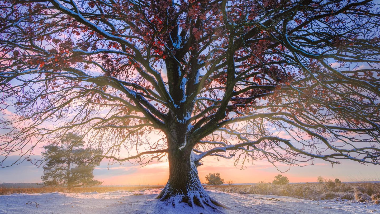 Botanik-Das-Geheimnis-der-uralten-B-ume