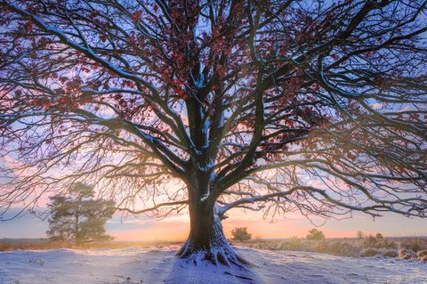 Eichen können Hunderte Jahre alt werden. Wie viele Wintertage mag dieses Exemplar schon erlebt haben?