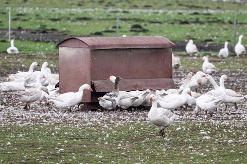 Vor allem Enten, Puten, Gänse und Masthühner mussten gekeult werden. (Archivbild) Foto: Fabian Sommer/dpa