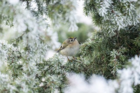 Frostig - aber wenig Aussicht auf Schnee. Foto: Silas Stein/dpa