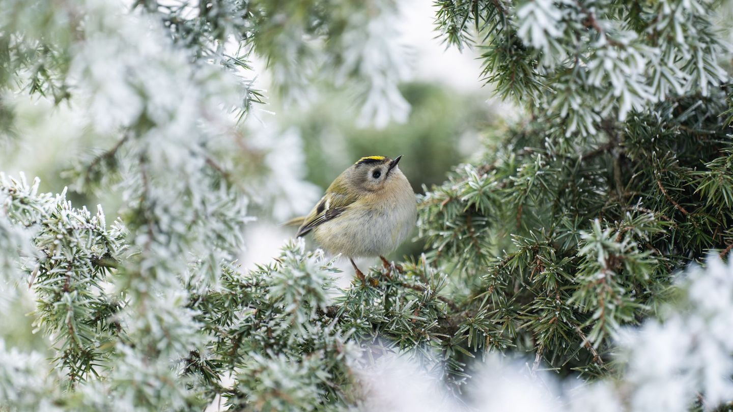 Noch sitzt der Vogel vor allem in Frost. An Heiligabend könnten die Bäume in Teilen des Südwestens auch verschneit sein. Foto: S