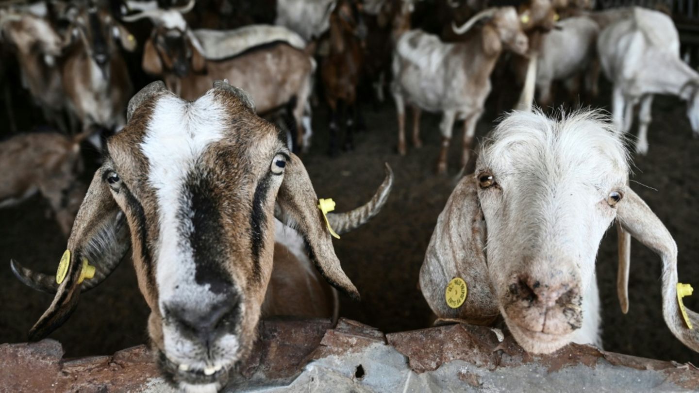 attacke-im-streichelgehege-tierpark-haftet-nicht-f-r-ziege