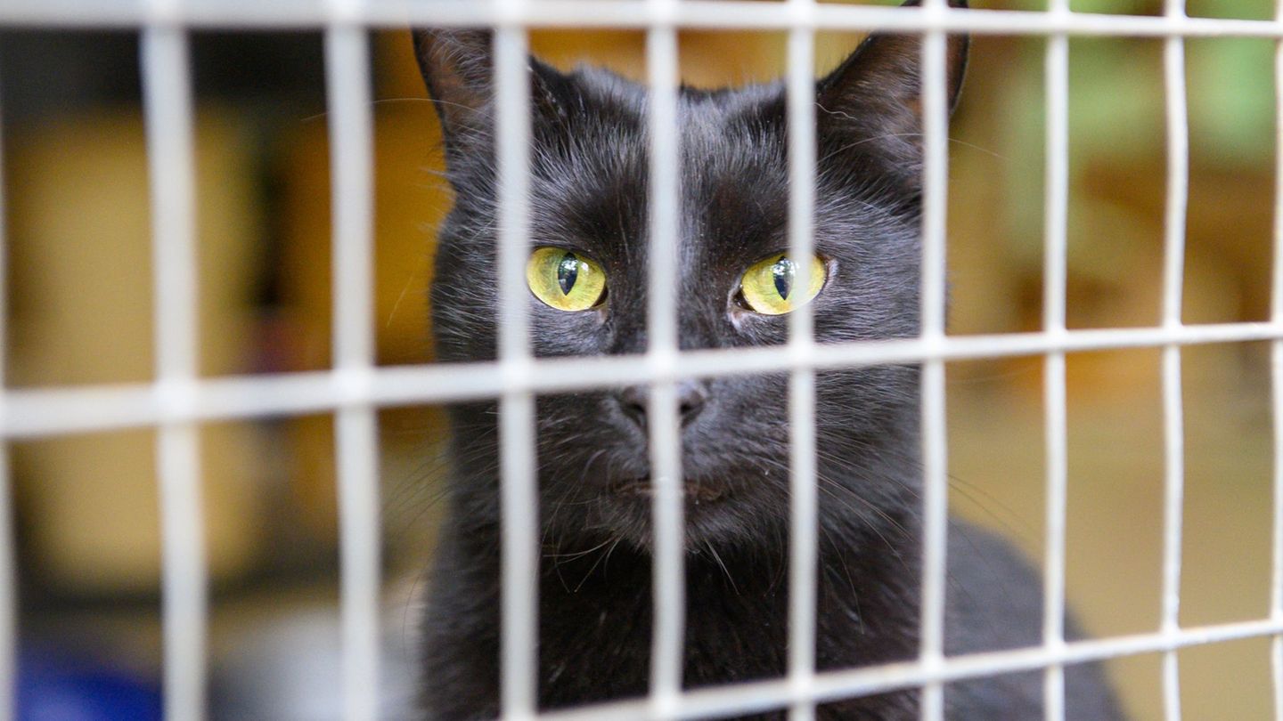 Tiere gehören nicht unter den Weihnachtsbaum, sagen Tierschützerinnen und Tierschützer. (Symbolbild) Foto: Klaus-Dietmar Gabbert